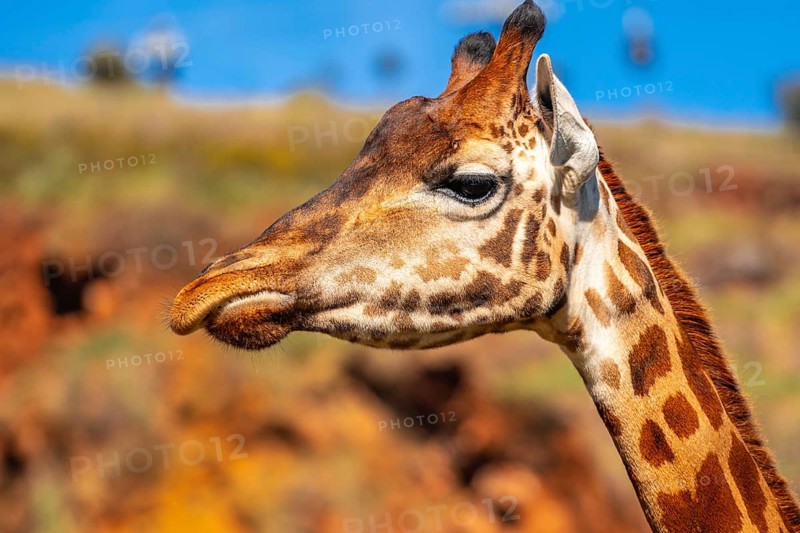 A giraffe with a long neck and brown spots is standing in front of a rocky hill. The giraffe's head is turned to the side, and its mouth is open. Concept of curiosity and exploration