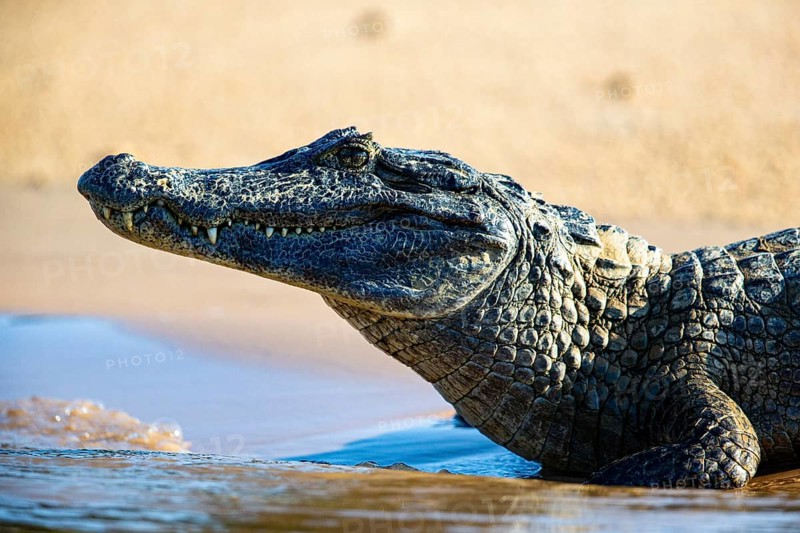 Spectacled caiman (Caiman crocodilius) Panatanal Brazil