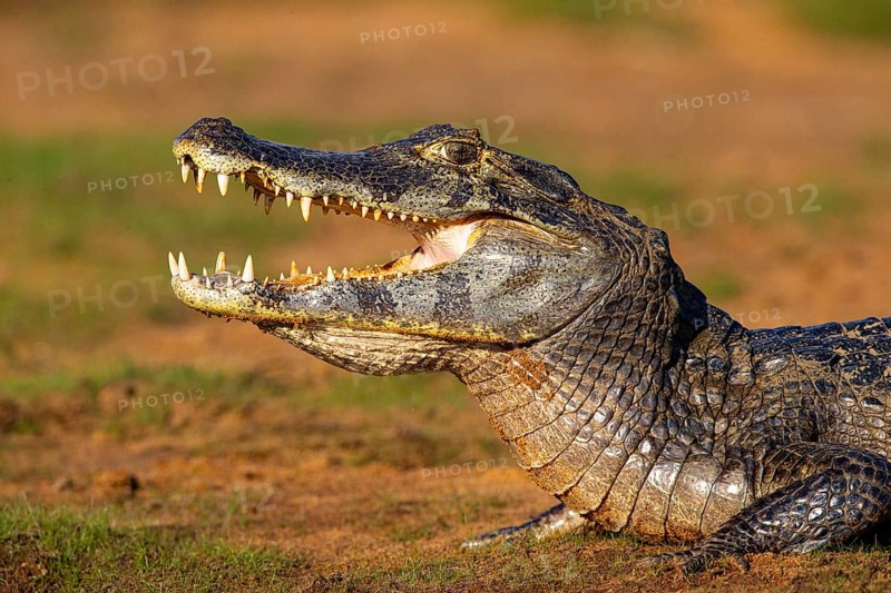 Spectacled caiman (Caiman crocodilius) Panatanal Brazil