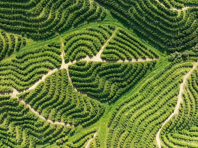 Cultivated orange trees (Citrus sinensis) and network of agricultural roads. Aerial view. Drone shot. Huelva province, Andalusia, Spain, Europe