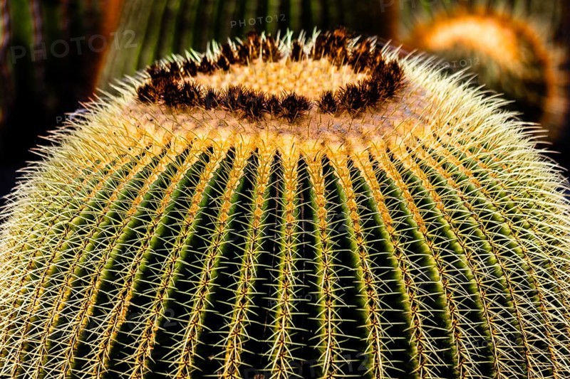2016, Guatiza, Lanzarote, Jardin de Cactus by Cesar Manrique, ESP, Spain, Canary Islands, Canary Islands, Atlantic Ocean, Lanzarote, biosphere reserve, volcano, volcanism, volcanic island, island, recording date, Europe
