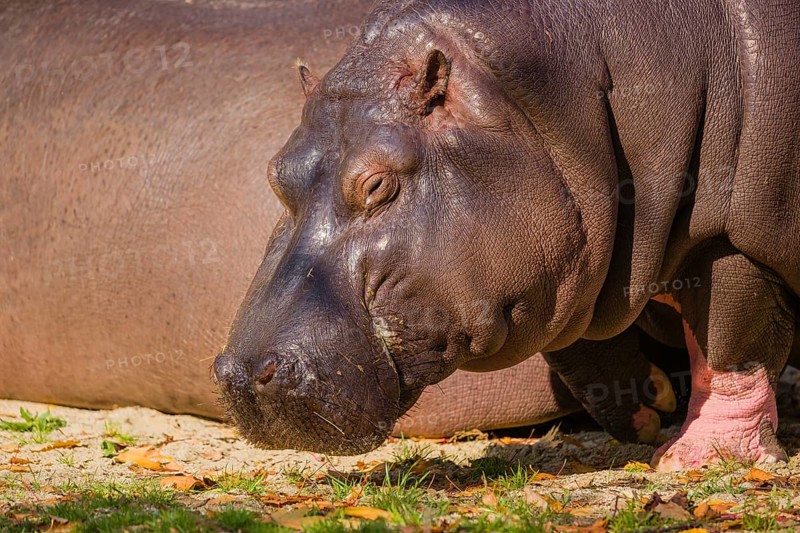 Two hippopotamus or hippo (Hippopotamus amphibius), grazing on a river bank