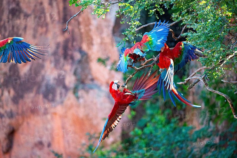 Red-and-green macaw (Ara chloropterus) Buraco das Araras Brazil