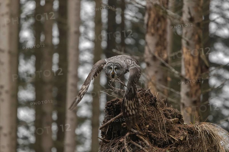 One great grey owl (Strix nebulosa) flying through a spruce forest