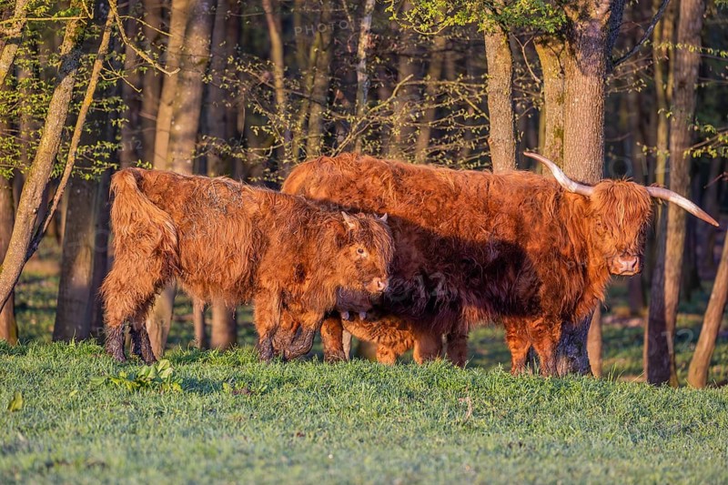 A Highland cow (Bos primigenius taurus) and her calf stand at a forest edge