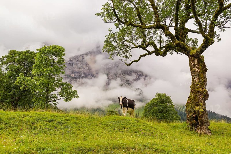 A cow stands under a Sycamore maple tree, Acer pseudoplatanus, in summertime. Mountains in the background. Nature conservancy area Grosser Ahornboden, Karwendel mountains, Austria, Europe