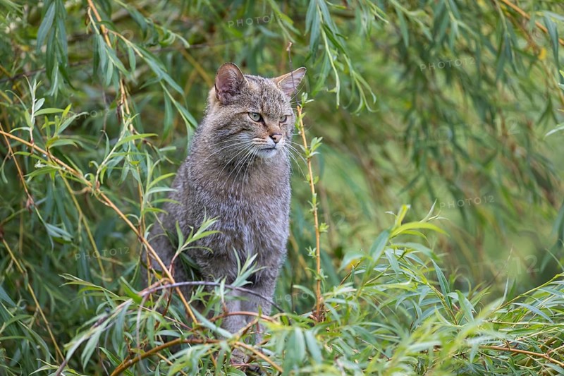 One European wildcat, Felis silvestris silvestris, sitting in a green weeping willow tree. Green leaves all around