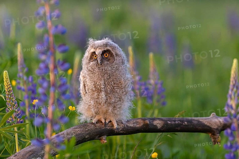 One young long-eared owl (Asio otus), sitting on a branch that is lying in a field of flowering lupines in late light