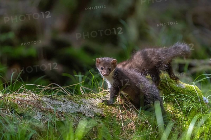 Two beech marten (Martes foina), playing on the forest floor between green vegetation