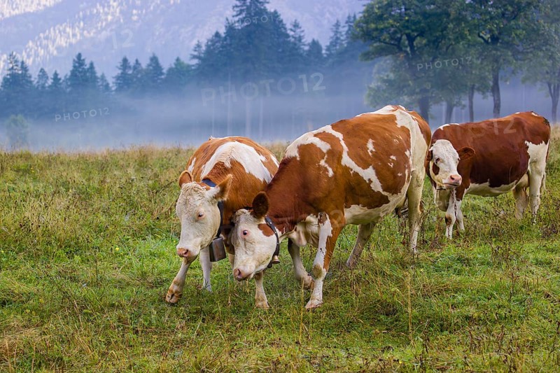 Two Holstein Friesian cows stand fighting in a meadow on a foggy day, while a forest can be seen in the background. Eng Valley, Austria, Europe