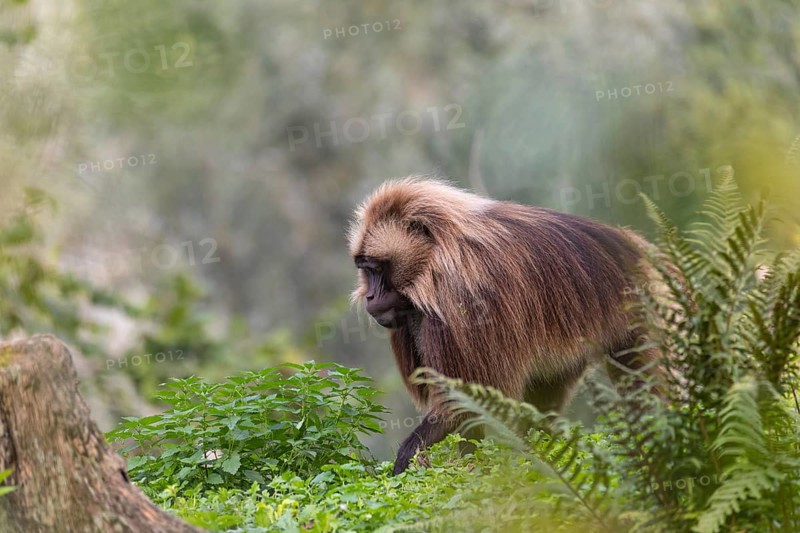One adult male Gelada (Theropithecus gelada), or bleeding-heart monkey walking through riverine vegetation to get to the river to drink