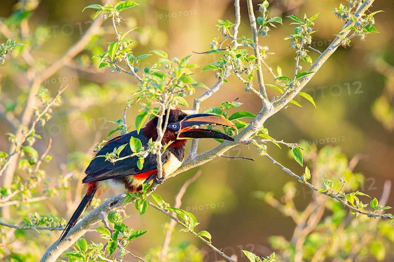 Chestnut-eared aracari (Pteroglossus castanotis) Pantanal Brazil#