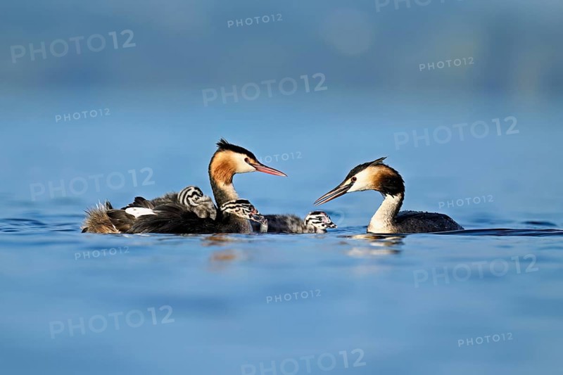Great Crested Grebe (Podiceps Scalloped ribbonfish) pair feeding their offspring with fish, Lake Zug, Canton Zug, Switzerland, Europe