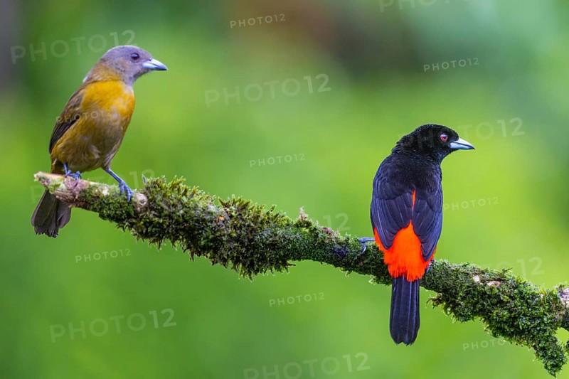 Flame tanager (Pamphecelus passerinii), tanager (Thraupidae), Costa Rica, Central America