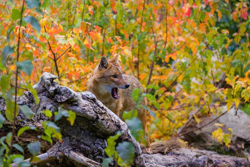 One golden jackal (Canis aureus) stands on a fallen tree trunk. Behind him is a tree in intense autumn colours