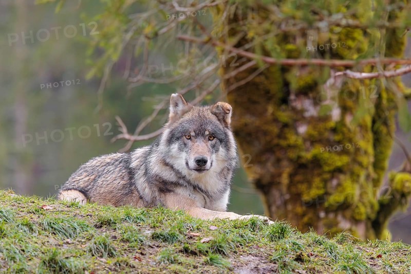 An adult male grey wolf (Canis lupus lupus) rests in a meadow next to a moss coveres tree on a hill