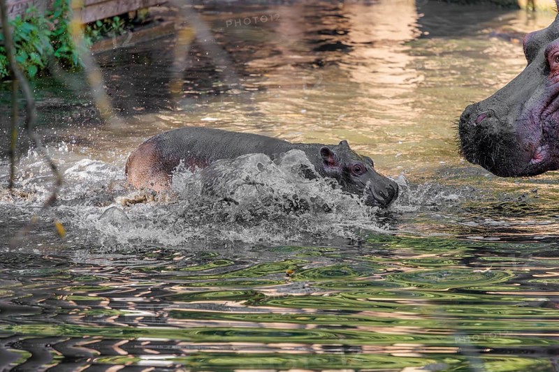 A baby hippopotamus (Hippopotamus amphibius) and its mother swimming in a river