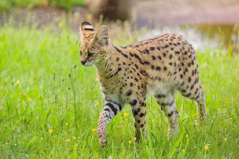 An adult serval, Leptailurus serval, runs across a green meadow