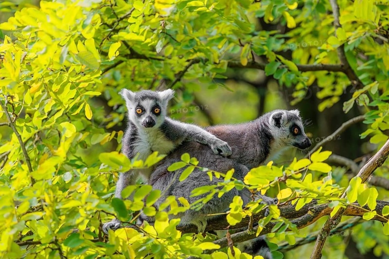 Two ring-tailed lemurs (Lemur catta) sit high up in a tree on a branch between fresh green leaves and play with each other or preen themselves or look around
