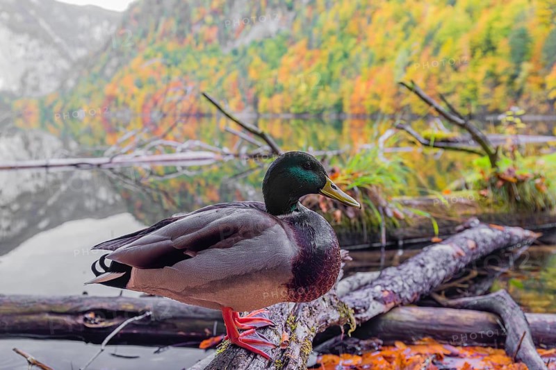 A male mallard, Anas platyrhynchos, stands on driftwood on the shore of Lake Toplitz, Austria, Europe