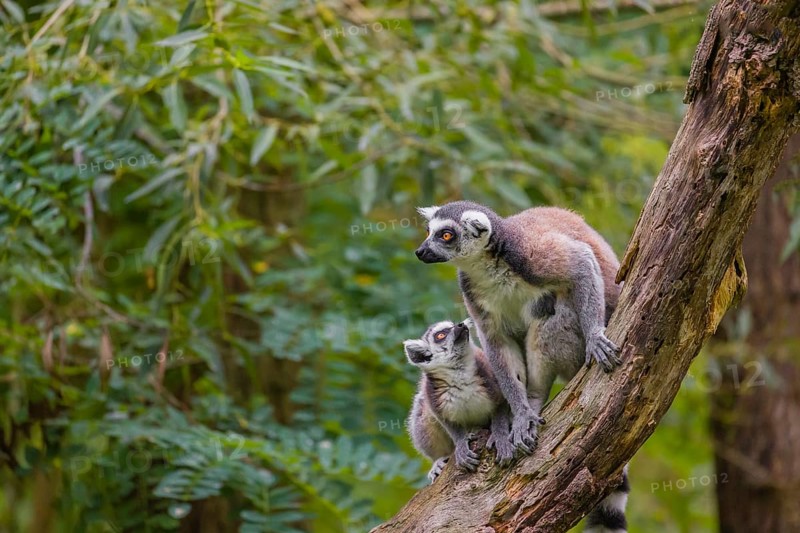 Two ring-tailed lemurs (Lemur catta) sit high up on a branch of tree