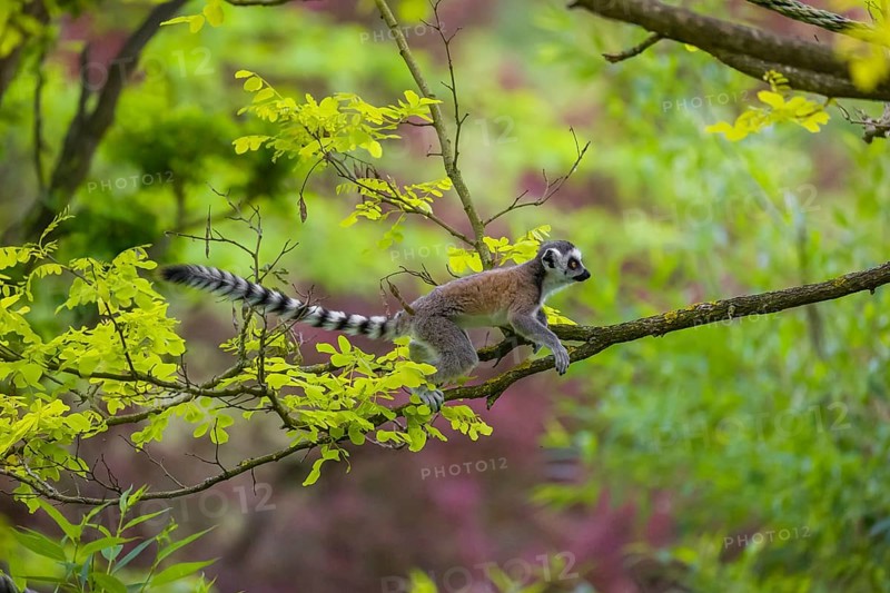 A young ring-tailed lemur (Lemur catta) climbs in a tree with fresh green leaves