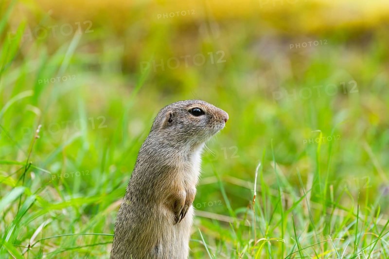 European ground squirrel (Spermophilus citellus) on a meadwo, Bavaria, Germany, Europe