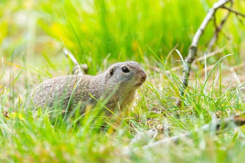 European ground squirrel (Spermophilus citellus) on a meadwo, Bavaria, Germany, Europe