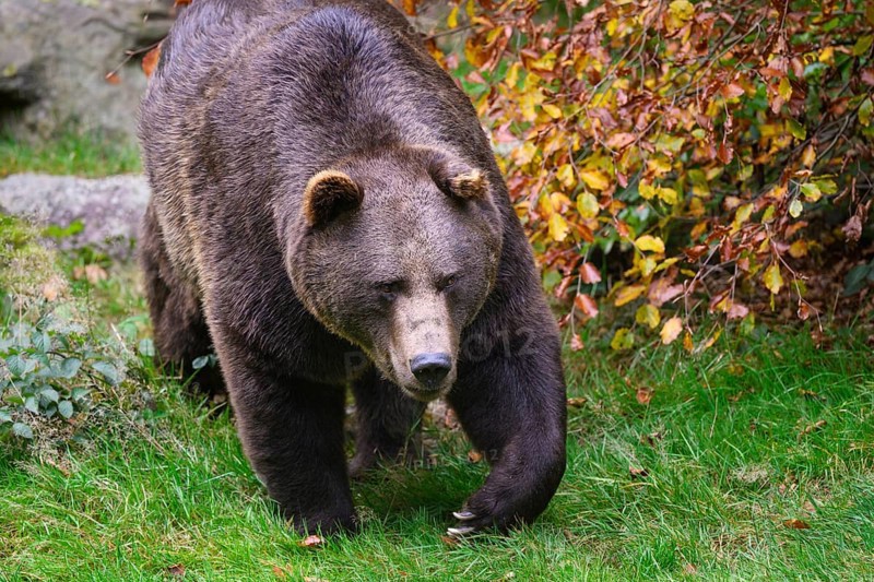 Brown bear (Ursus arctos) running across a meadow, captive, Neuschönau enclosure, Bavarian Forest National Park, Bavaria, Germany, Europe