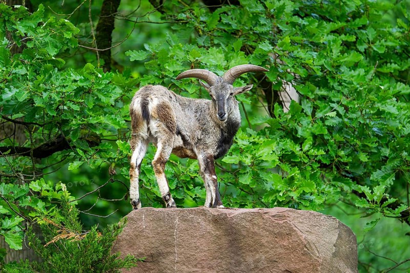 Bharal (Pseudois nayaur), standing on a rock, Bavaria, Germany, Europe