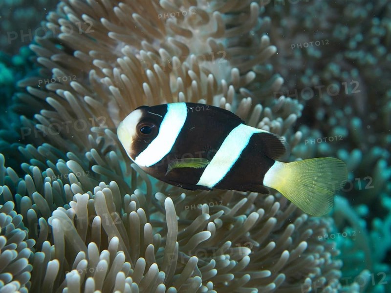 A black and white Clark's anemonefish (Amphiprion clarkii) melanistic, swimming close to a sea anemone in the sea, dive site Twin Reef, Penyapangan, Bali, Indonesia, Asia