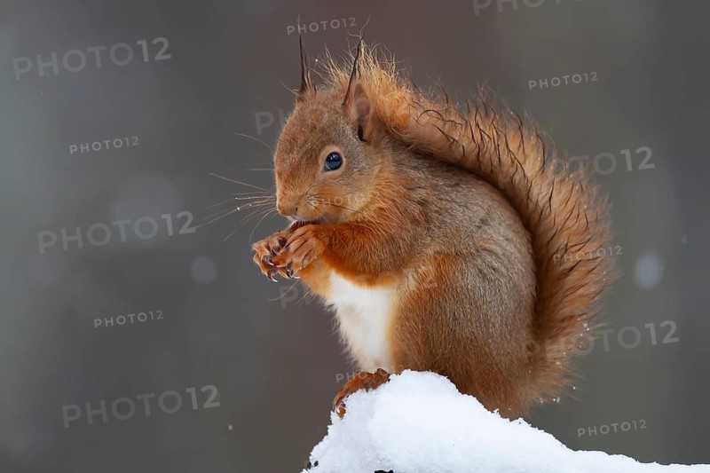 Red squirrel (Sciurus vulgaris) adult animal feeding on a nut on a tree stump covered in snow in winter, Scotland, United Kingdom, Europe