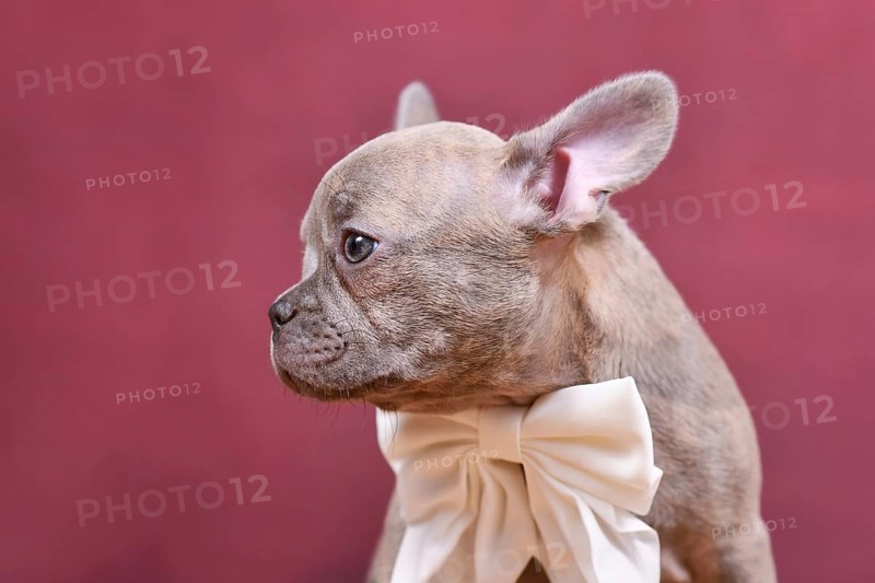 Young lilac Brindle French Bulldog dog puppy with long healthy nose in front of studio background