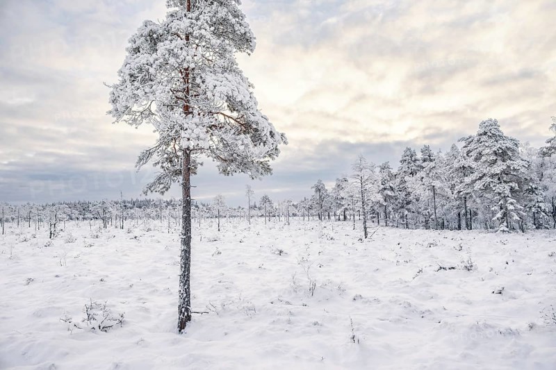 Snowy bog landscape with frosty pines trees on a cold winter in the north, Sweden, Europe
