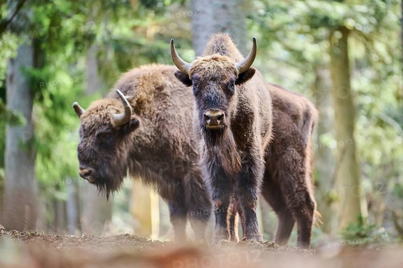 European bison (Bison bonasus) in a forest in spring, Bavarian Forest, Germany, Europe