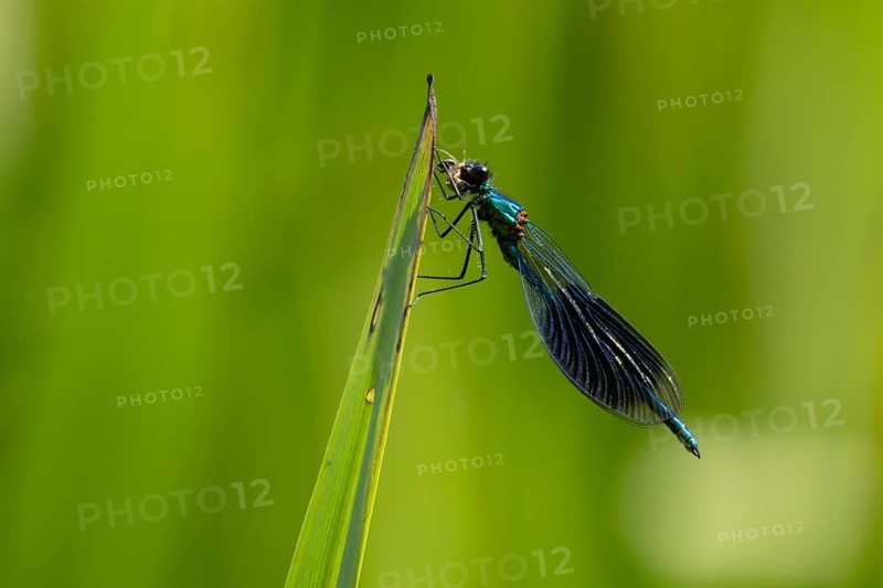 Banded demoiselle damselfly (Calopteryx splendens) adult male insect feeding on a small insect on a reed plant leaf in the summer, England, United Kingdom, Europe