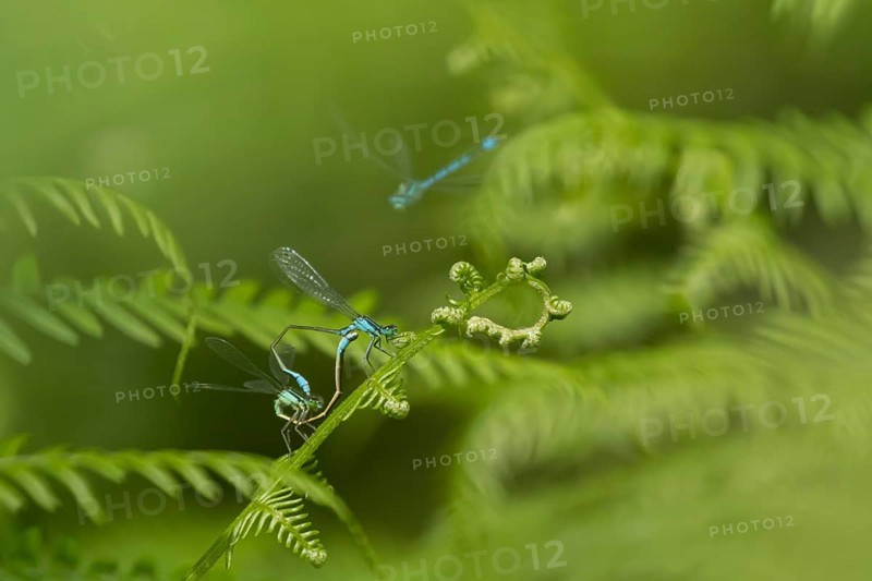 Blue tailed damselfly (Ischnura elegans) adult male and female insects mating on a Bracken plant leaf in the summer, England, United Kingdom, Europe