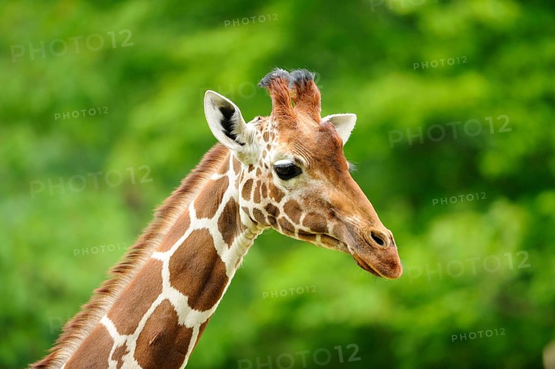 Head of a giraffe with distinctive fur pattern in front of a green, natural background, reticulated giraffe (Giraffa camelopardalis reticulata), captive