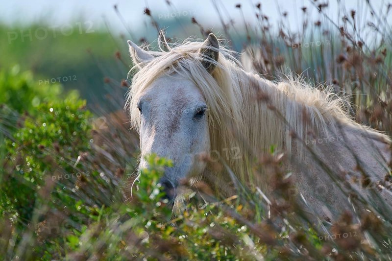 A white Camargue horse looks through tall grass in a peaceful natural landscape, Camargue, France, Europe