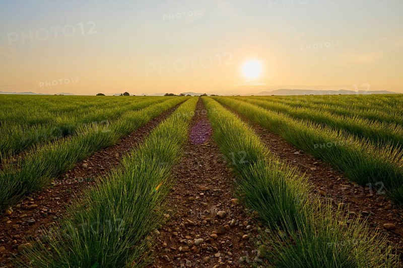 A wide lavender field (Lavandula), at sunrise, mountains in the background, summer, Valensole, Alpes-de-Haute-Provence, Provence-Alpes-Cote d'Azur, France, Europe