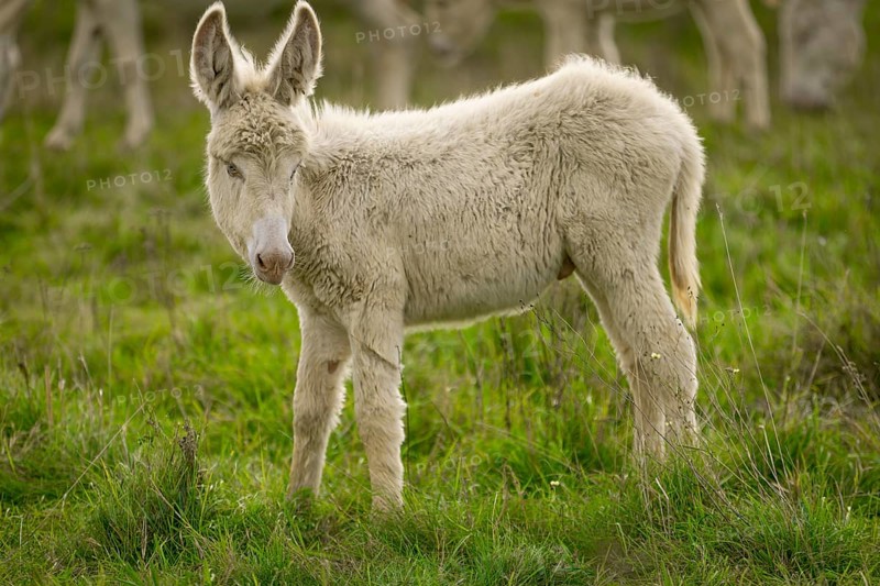 White donkey, baroque donkey, young donkey standing on a green meadow and looking gently to the side, Lake Neusiedl National Park, Burgenland, Austria, Europe