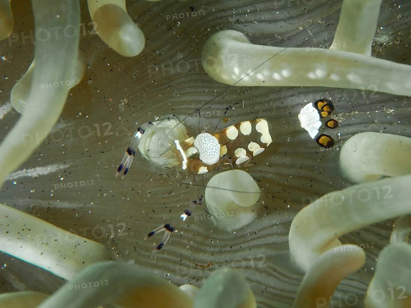 Transparent peacock anemone shrimp (Ancylocaris brevicarpalis) hiding between the tentacles of a sea anemone, dive site Secret Bay, Gilimanuk, Bali, Indonesia, Asia