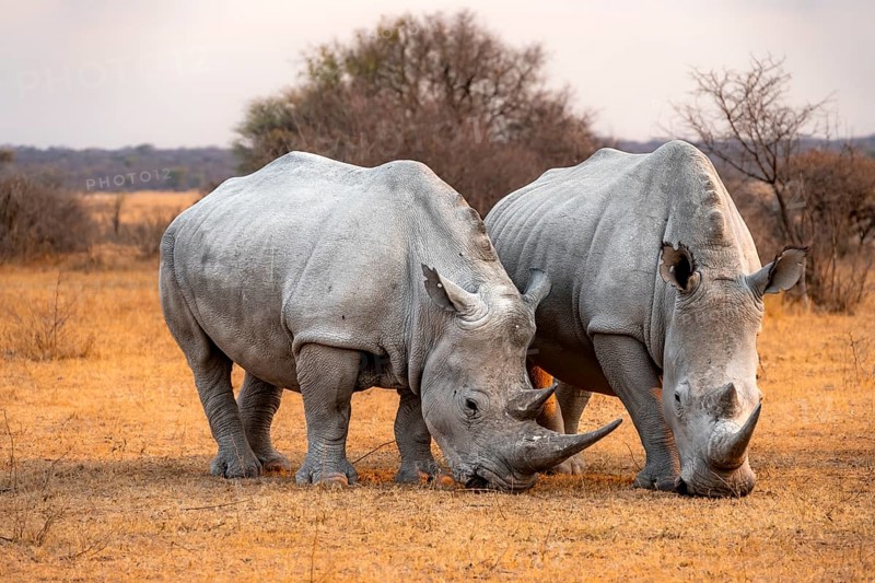 Southern white rhinoceros (Ceratotherium simum simum), two rhinos in the evening light, Khama Rhino Sanctuary, Serowe, Botswana, Africa