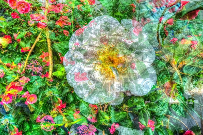 Creative photo, dog rose (Rosa canina), flower alienated, leaves, plants, creative, colourful, all over, background, pattern, pattern, art, greeting card, design, artistic, Germany, Europe