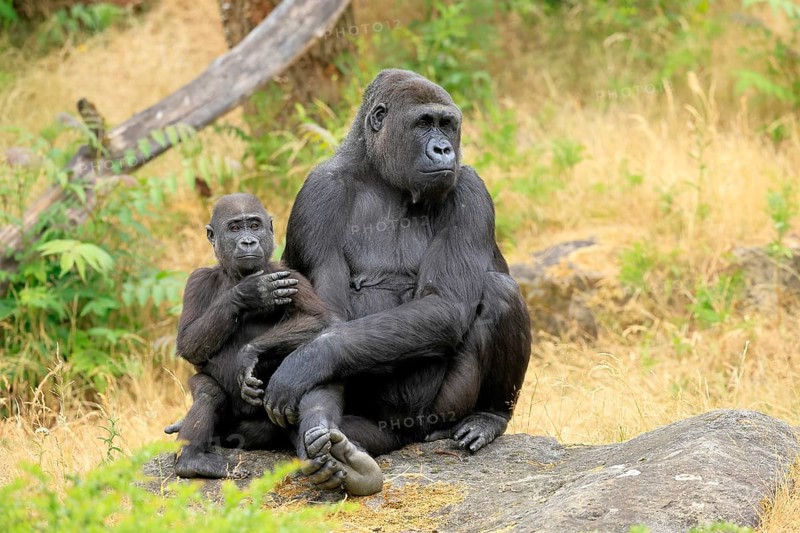Western gorilla (Gorilla gorilla), adult, female, with young, sitting, on ground