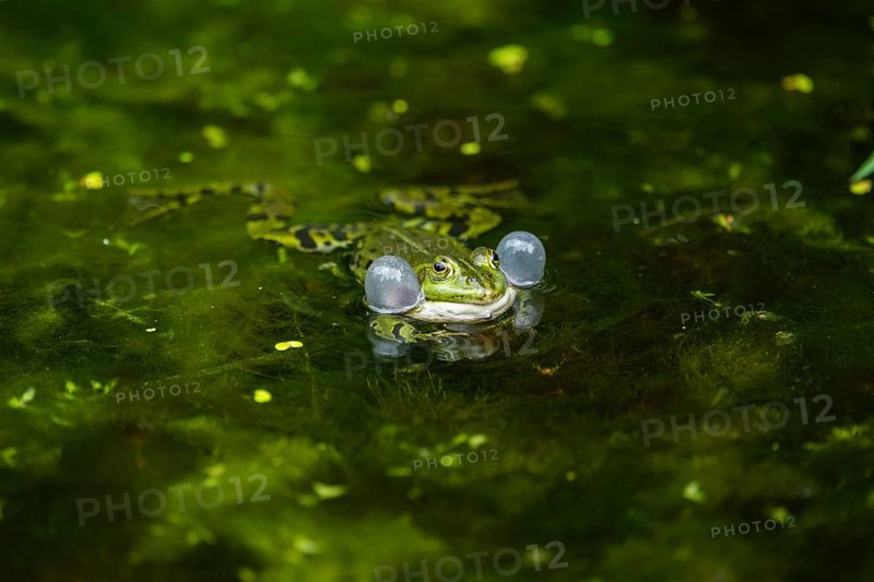 Edible frog (Pelophylax esculentus) in a little lake in the water, Bavaria, Germany, Europe