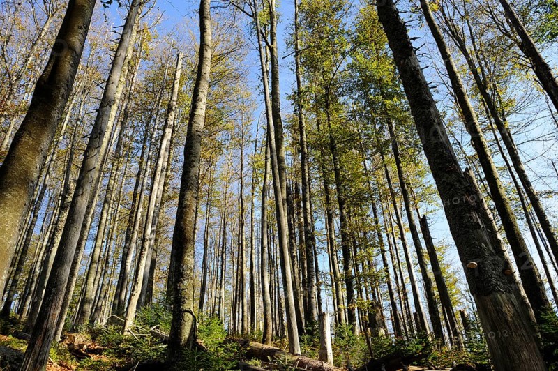 Forest scene with dry trees and clear sky, Lusen, Bavarian Forest National Park