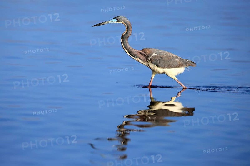 Tricoloured Heron (Egretta tricolor), adult, in the water, foraging, Merritt Island, Black Point Wildlife Drive, Florida, USA, North America