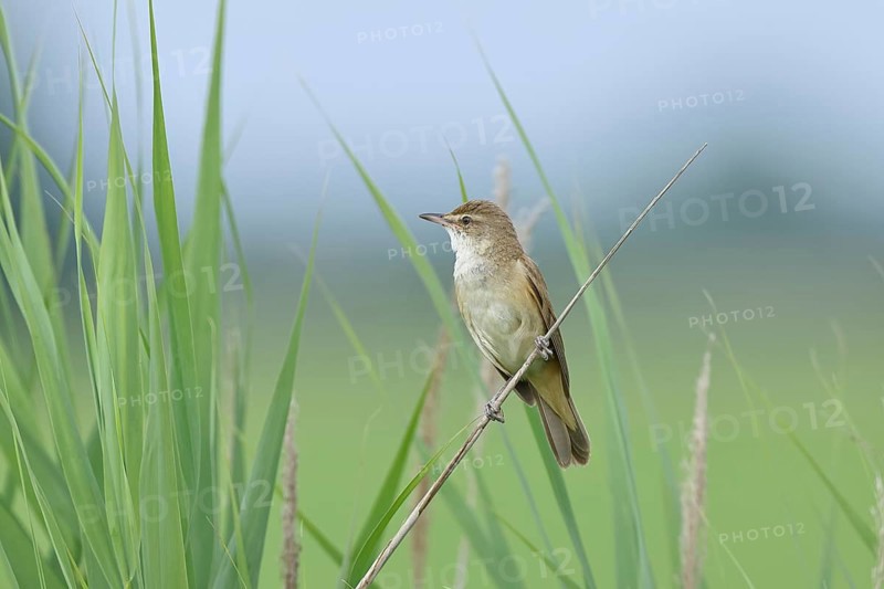 Great Reed Warbler (Acrocephalus arundinaceus), singing, twittering, sitting on a reed stalk in a reedbed, natural habitat, migratory bird, songbirds Lake Neusiedl, Burgenland, Austria, Europe