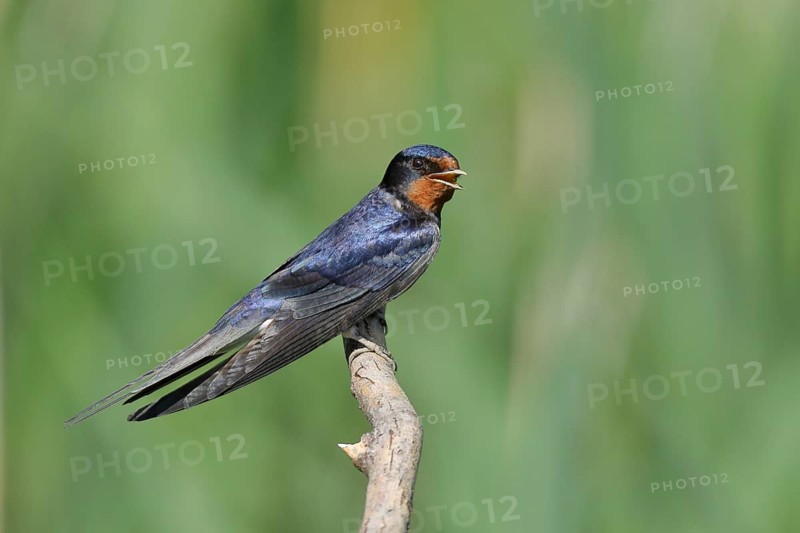 Barn Swallow (Hirundo rustica) sitting on a branch, Lake Neusiedl National Park, Burgenland, Austria, Europe